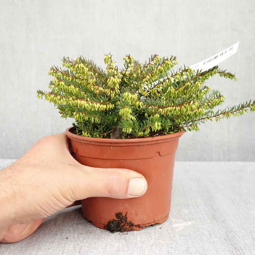 Esemplare di Erica darleyensis Spring Surprise Vaso da 1L/1,5L come consegnato in autunno