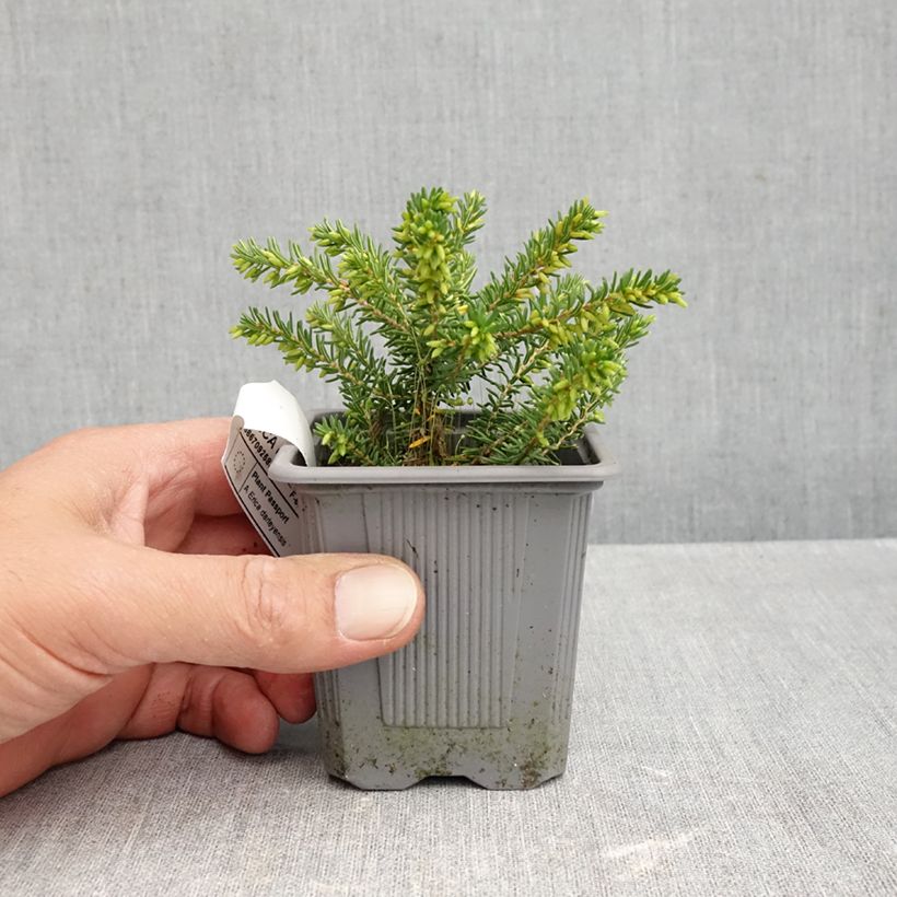 Esemplare di Erica darleyensis Winter Belles Katia Vasetto da 8/9 cm come consegnato in autunno