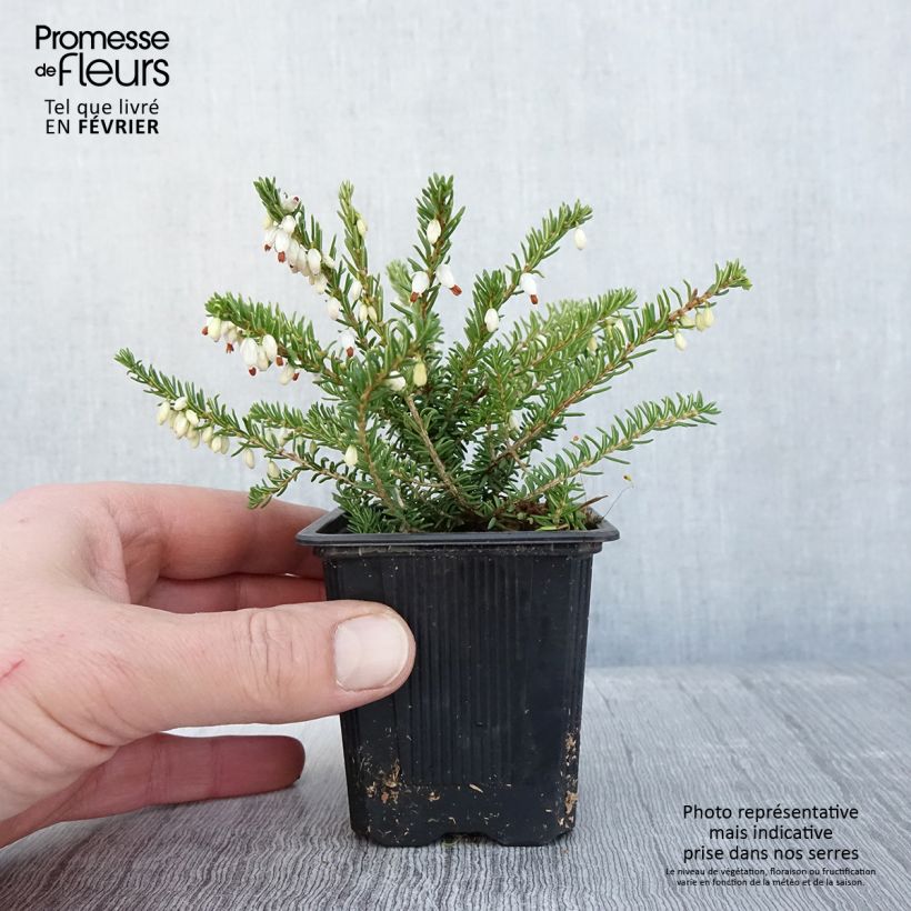 Erica darleyensis Winter Belles Katia Vasetto da 8/9 cm esemplare consegnato in inverno