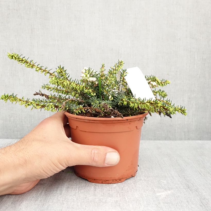 Esemplare di Erica darleyensis Winter Belles Katia Vaso da 1L/1,5L come consegnato in autunno