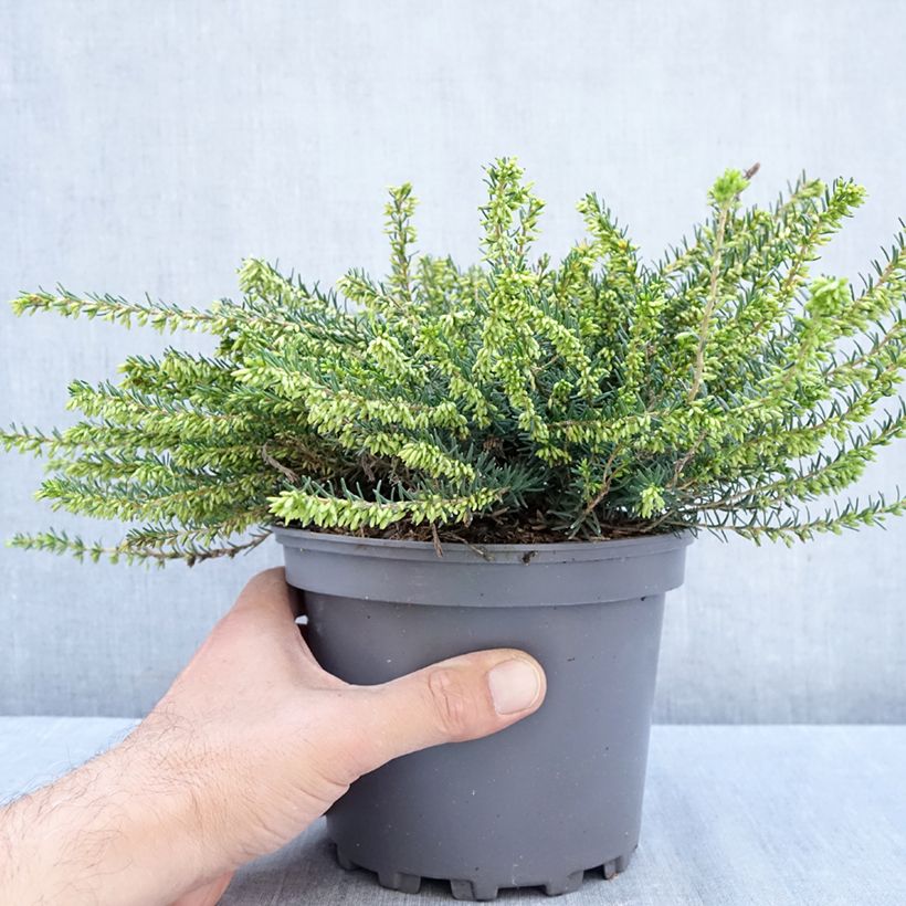 Esemplare di Erica darleyensis Winter Belles Katia Vaso da 2L/3L come consegnato in autunno