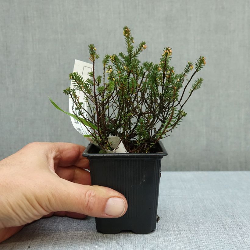 Esemplare di Erica darleyensis Winter Belles Phoebe Vasetto da 8/9 cm come consegnato in autunno
