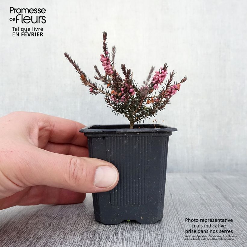 Erica darleyensis Winter Belles Phoebe Vasetto da 8/9 cm esemplare consegnato in inverno