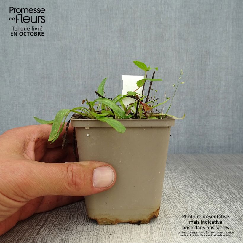 Esemplare di Erigeron Dunkelste Aller Vasetto da 8/9 cm come consegnato in autunno