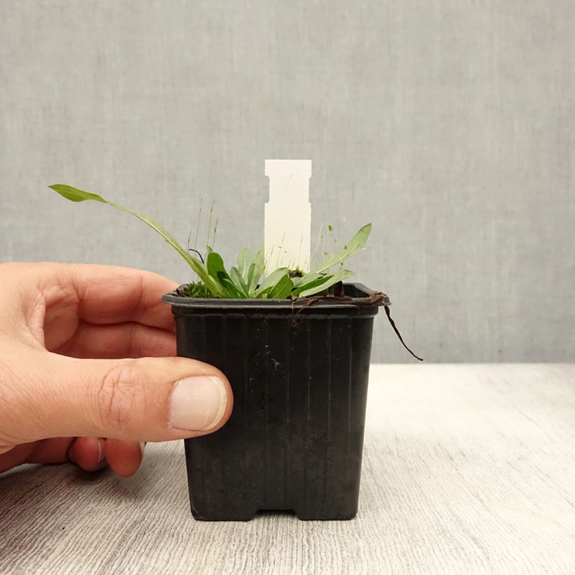 Esemplare di Erigeron Foersters Liebling Vasetto da 8/9 cm come consegnato in autunno