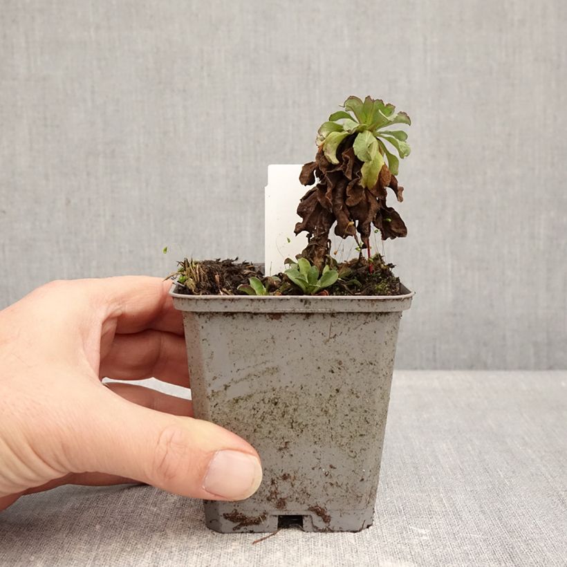 Erigeron glaucus Sea Breeze Vasetto da 8/9 cm esemplare consegnato in inverno