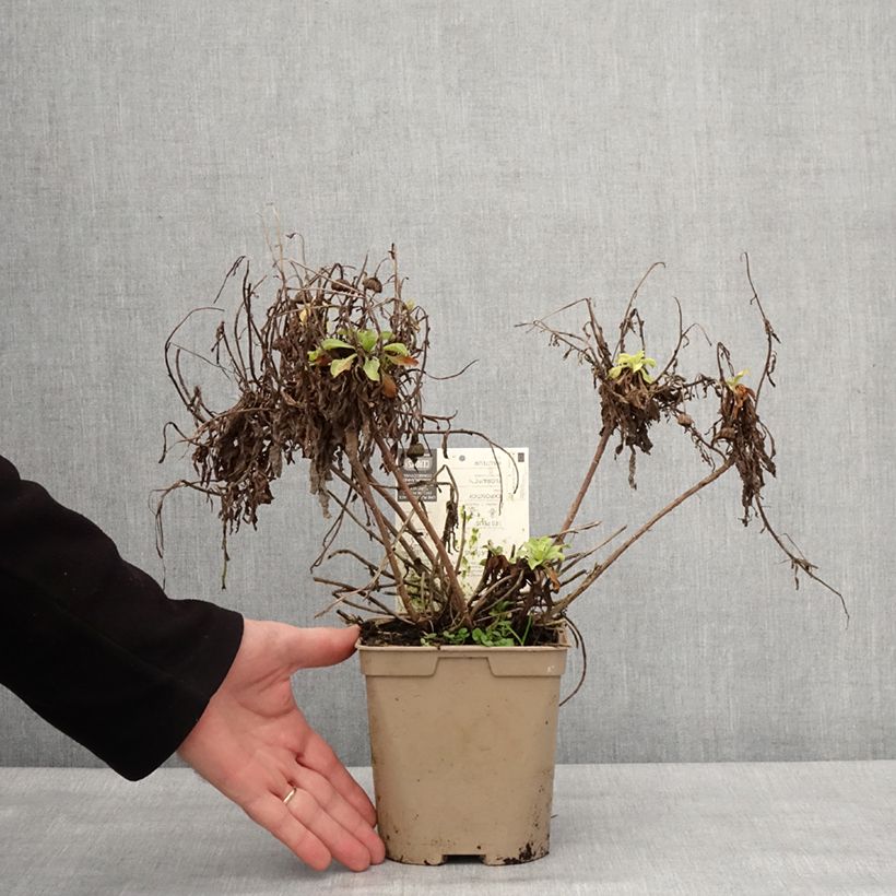 Erigeron glaucus Sea Breeze Vaso da 2L/3L esemplare consegnato in inverno