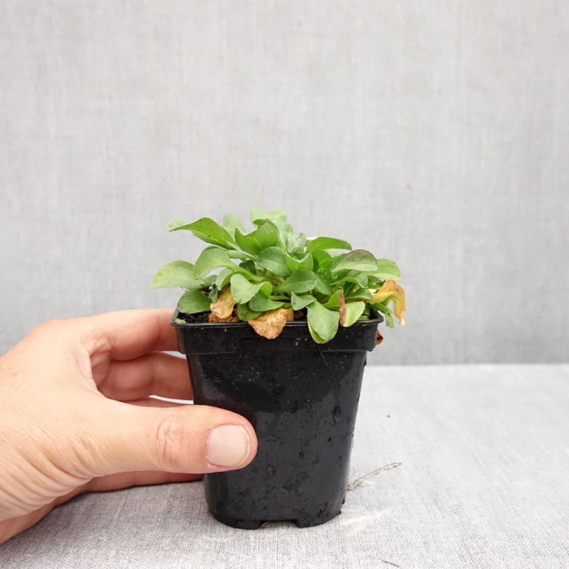 Esemplare di Erigeron glaucus Vasetto da 8/9 cm come consegnato in autunno