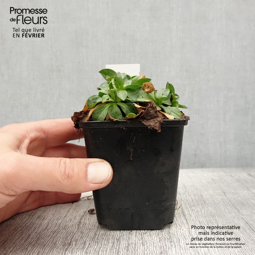 Erigeron glaucus Vasetto da 8/9 cm esemplare consegnato in inverno