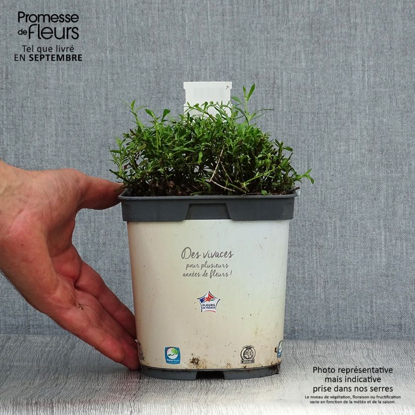 Esemplare di Erigeron karvinskianus - Cespica karvinskiana Vaso da 2L/3L come consegnato in autunno