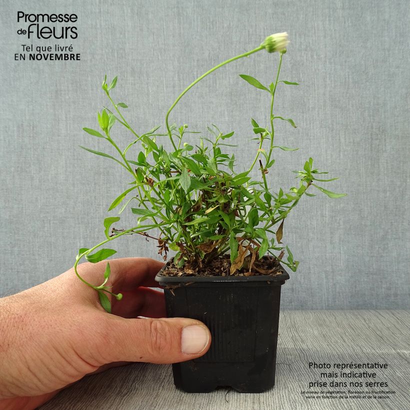 Esemplare di Erigeron karvinskianus Lavender Lady - Cespica karvinskiana Vasetto da 8/9 cm come consegnato in autunno