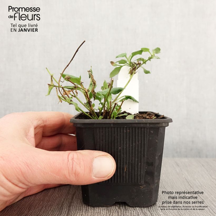 Erigeron karvinskianus Lavender Lady - Cespica karvinskiana Vasetto da 8/9 cm esemplare consegnato in inverno