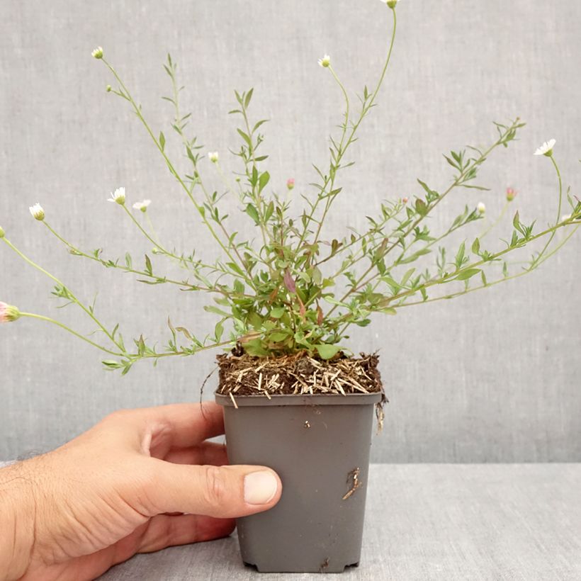 Esemplare di Erigeron karvinskianus - Cespica karvinskiana Vasetto da 7/8 cm come consegnato in autunno