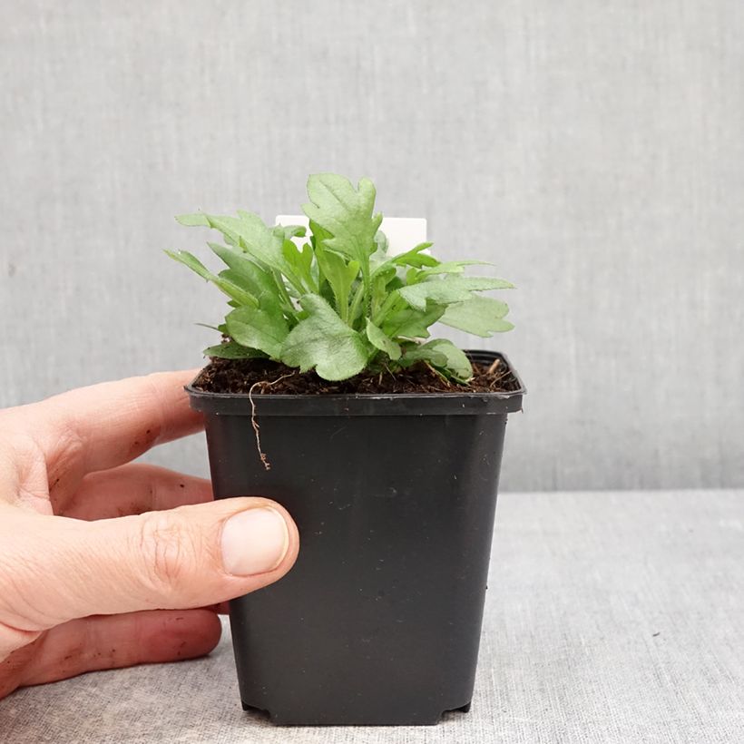 Erigeron karvinskianus - Cespica karvinskiana Vasetto da 7/8 cm esemplare consegnato in primavera