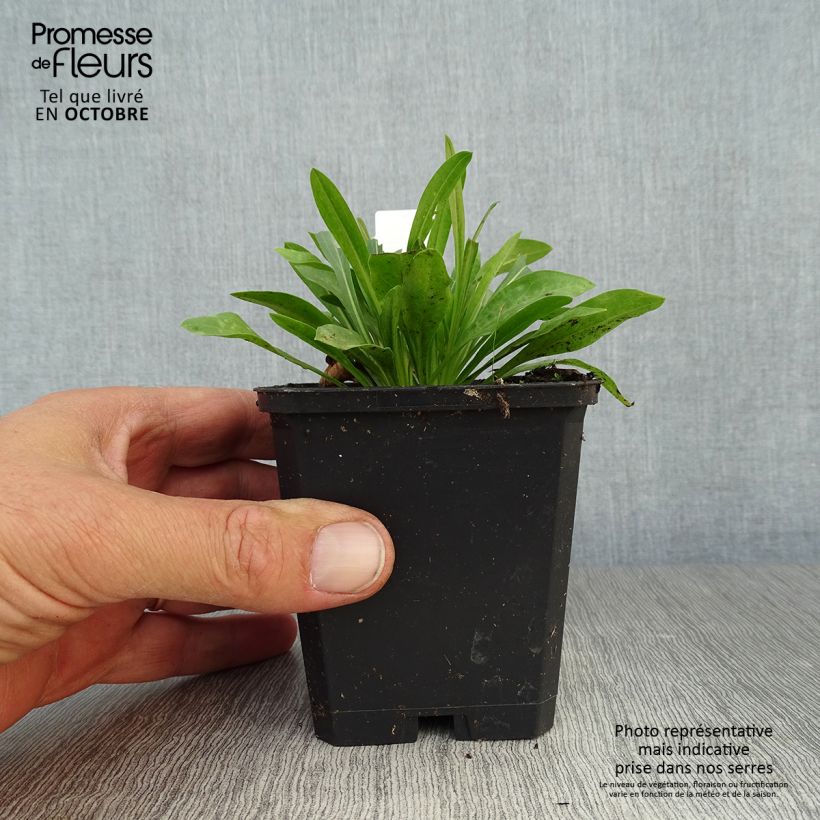 Esemplare di Erigeron Professor Korodi Vasetto da 8/9 cm come consegnato in autunno