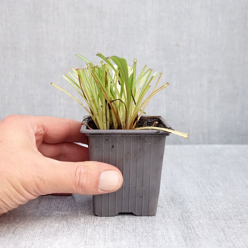 Esemplare di Erigeron Quakeress Vasetto da 8/9 cm come consegnato in autunno