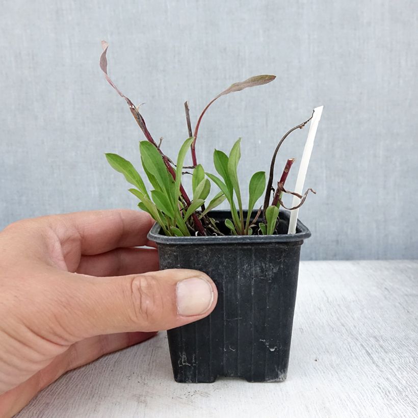 Esemplare di Erigeron speciosus Sommerneuschnee Vasetto da 8/9 cm consegnato in estate