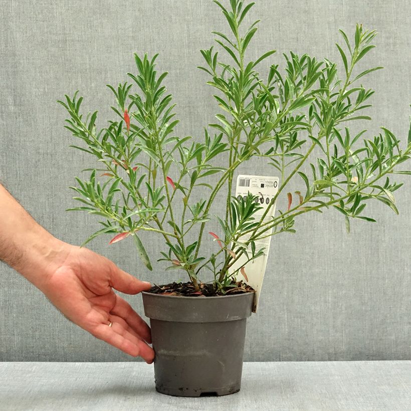 Esemplare di Eriostemon myoporoides Flower Girl Pink - Philotheca Vaso da 1L/1,5L consegnato in estate