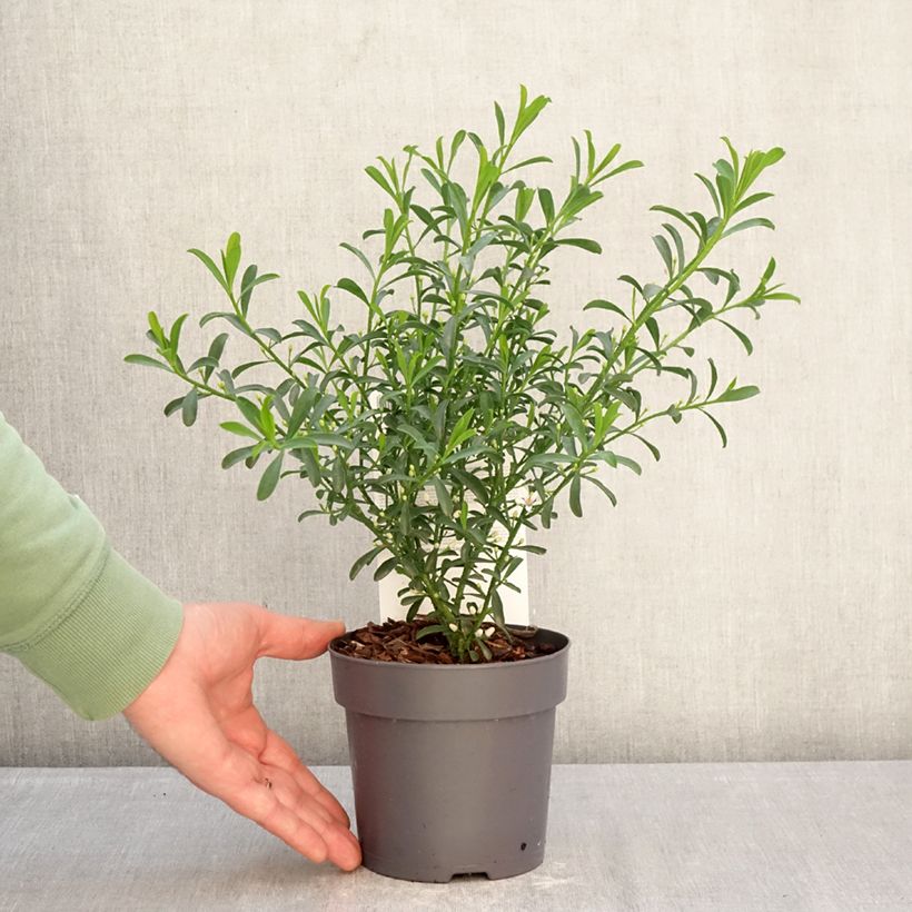 Eriostemon myoporoides Flower Girl White - Philotheca Vaso da 1L/1,5L esemplare consegnato in inverno