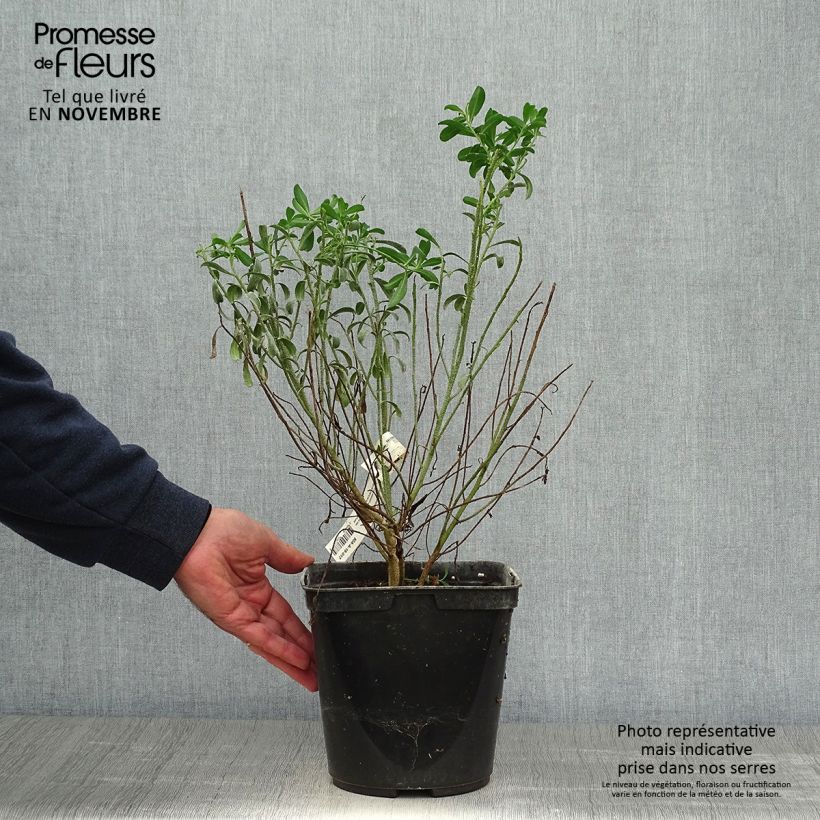 Esemplare di Eriostemon myoporoides Vaso da 3L/4L come consegnato in autunno
