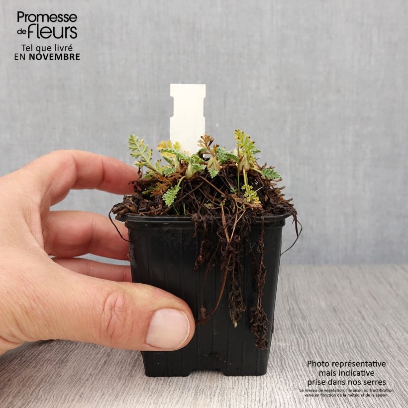 Esemplare di Erodium chrysanthum Vasetto da 8/9 cm come consegnato in autunno