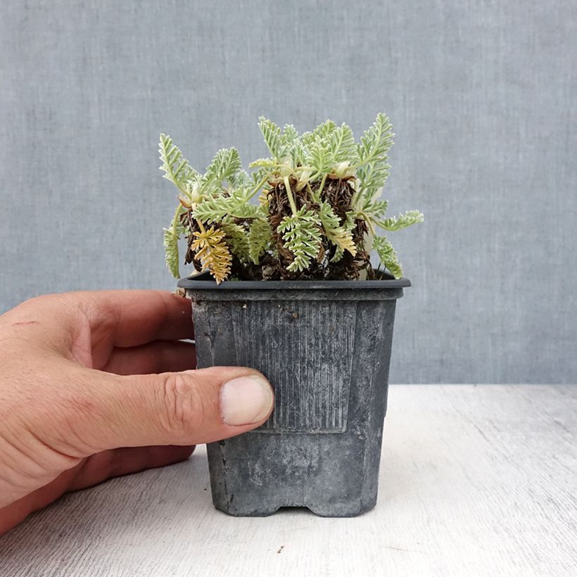 Esemplare di Erodium chrysanthum Vasetto da 8/9 cm consegnato in estate