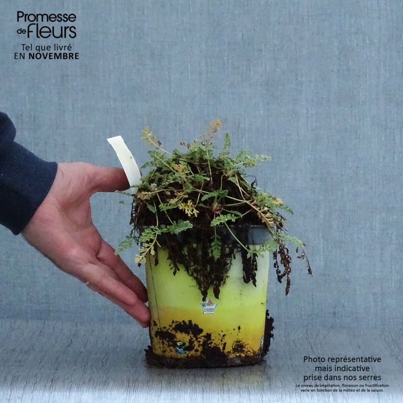 Esemplare di Erodium chrysanthum Vaso da 2L/3L come consegnato in autunno