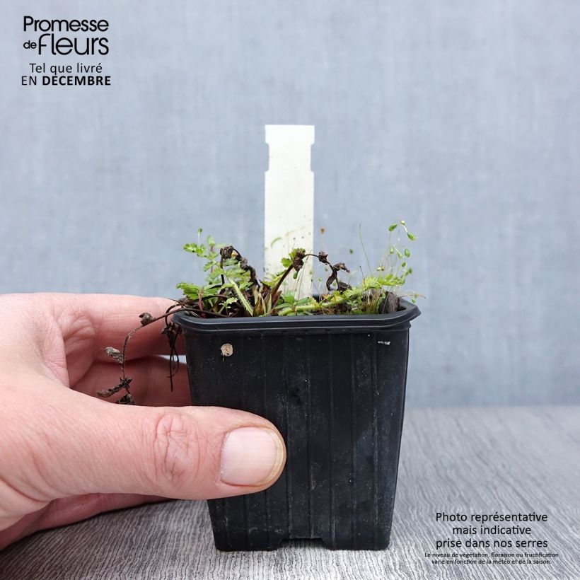 Esemplare di Erodium manescavii Vasetto da 8/9 cm come consegnato in autunno
