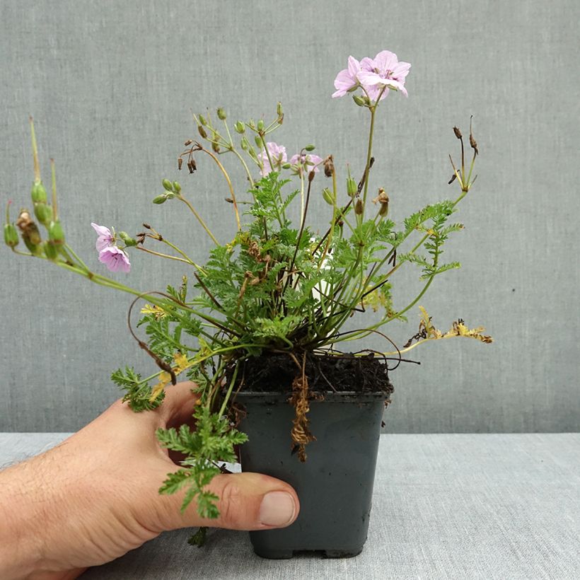 Esemplare di Erodium glandulosum Spanish Eyes Vasetto da 7/8 cm come consegnato in autunno