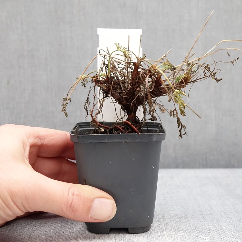 Erodium glandulosum Spanish Eyes Vasetto da 7/8 cm esemplare consegnato in inverno