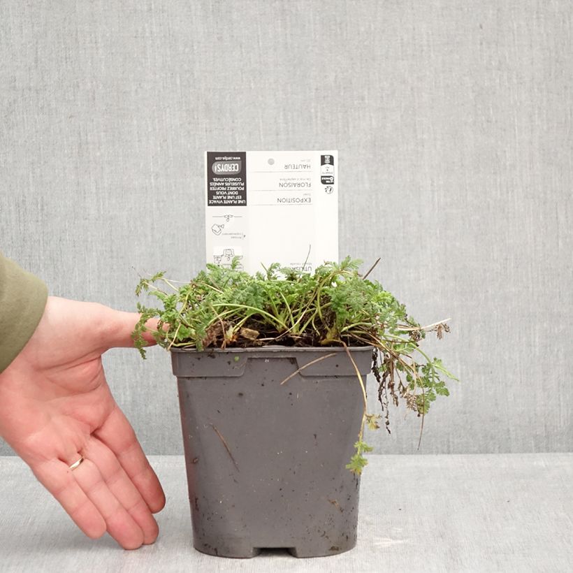 Erodium glandulosum Spanish Eyes Vaso da 2L/3L esemplare consegnato in inverno