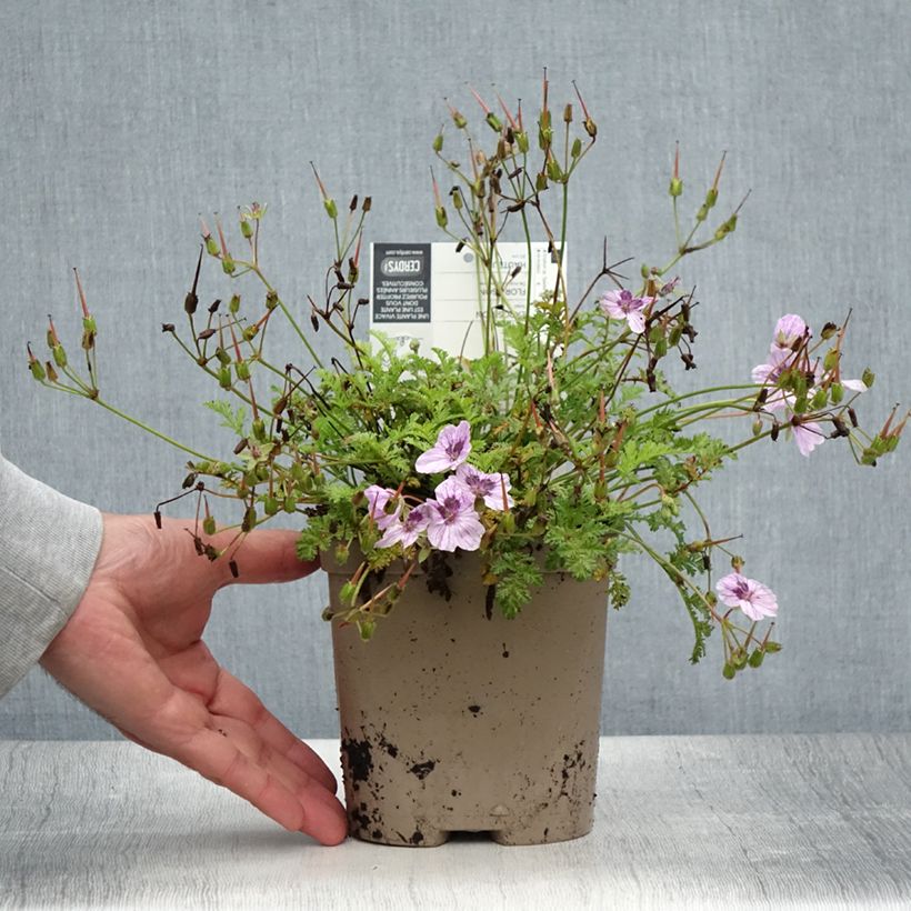 Esemplare di Erodium glandulosum Spanish Eyes Vaso da 2L/3L consegnato in estate