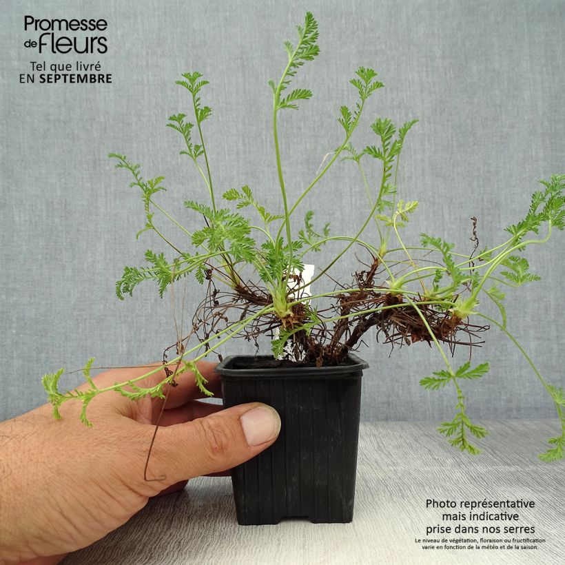 Esemplare di Erodium Stephanie Vasetto da 8/9 cm come consegnato in autunno