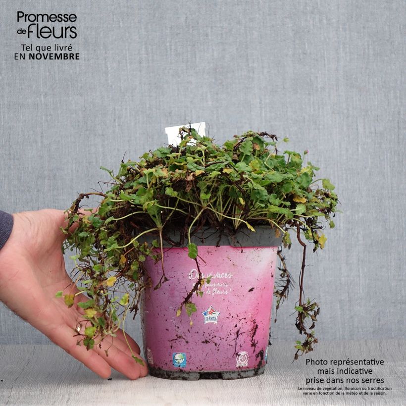 Esemplare di Erodium Bishop's Form Vaso da 2L/3L come consegnato in autunno