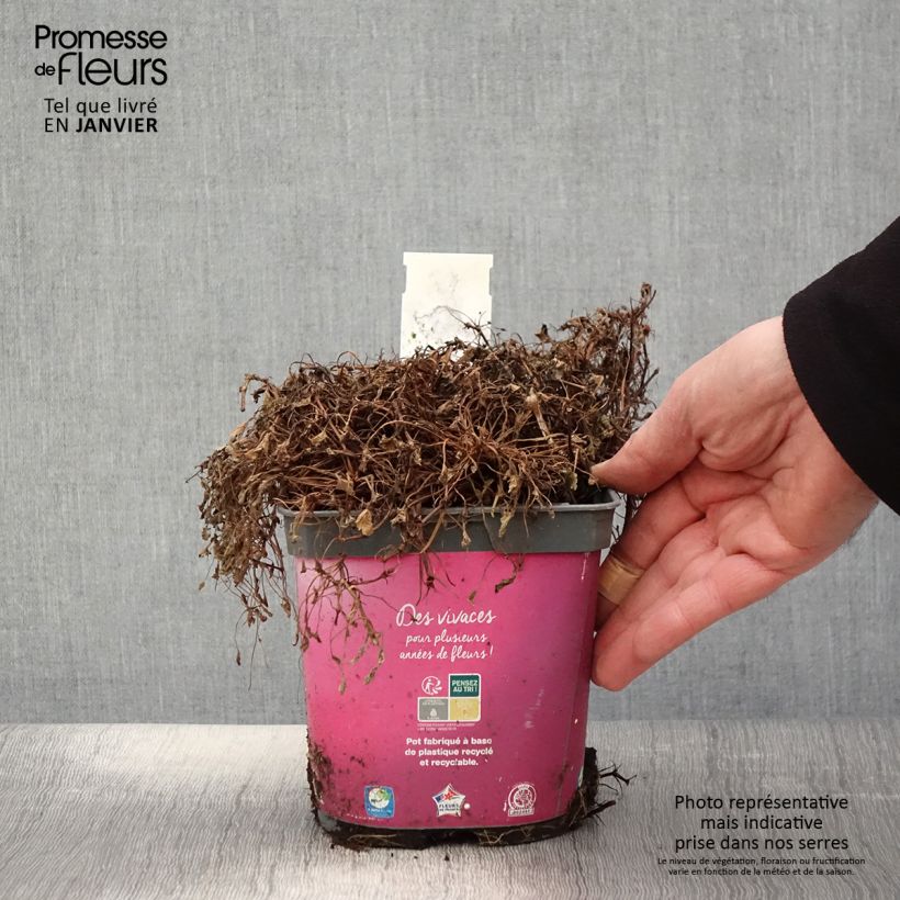 Erodium Bishop's Form Vaso da 2L/3L esemplare consegnato in inverno