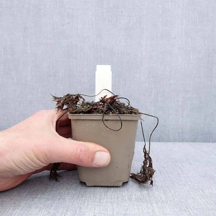 Eryngium zabelii Jos Eijking Vasetto da 8/9 cm esemplare consegnato in inverno