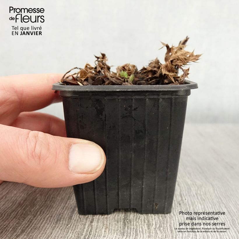 Eryngium maritimum Lapis Blue - Calcatreppola marittima Vasetto da 8/9 cm esemplare consegnato in inverno