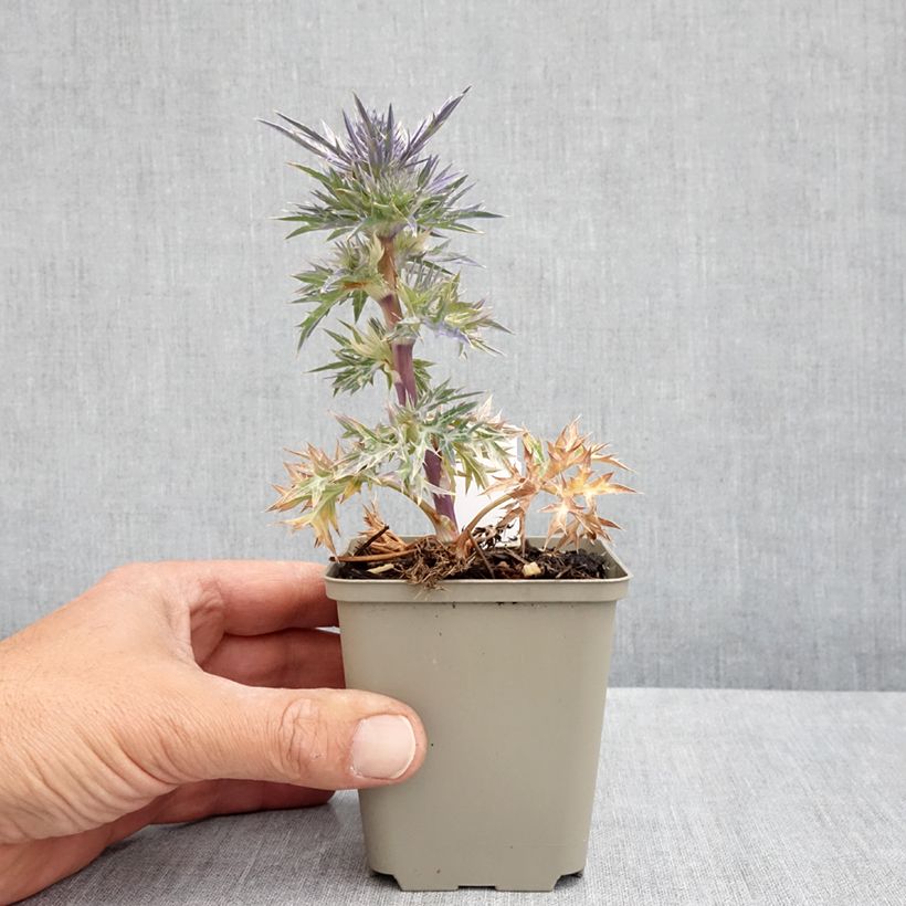 Eryngium maritimum Lapis Blue - Calcatreppola marittima Vasetto da 8/9 cm esemplare consegnato in primavera
