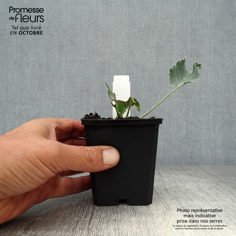 Esemplare di Eryngium maritimum - Calcatreppola marittima Vasetto da 8/9 cm come consegnato in autunno