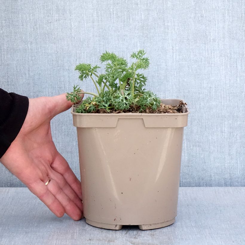 Eryngium Pico's Amethyst Vaso da 3L/4L esemplare consegnato in primavera