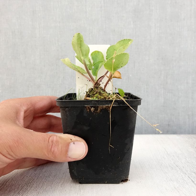 Esemplare di Eryngium planum Blauer Zwerg Vasetto da 8/9 cm consegnato in estate