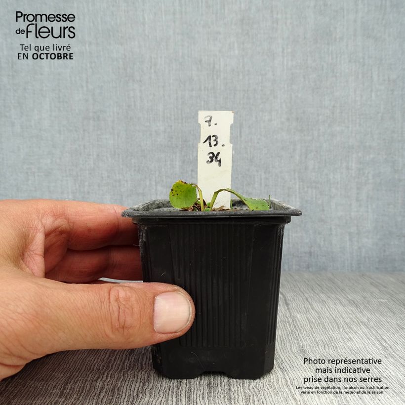 Esemplare di Eryngium planum Blue Hobbit Vasetto da 8/9 cm come consegnato in autunno
