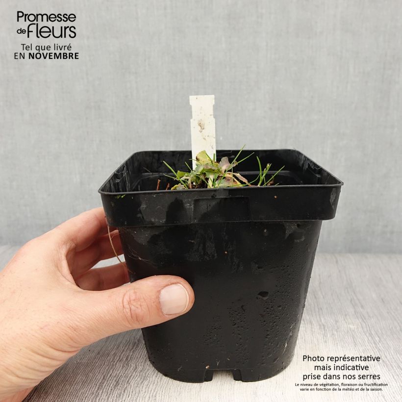 Esemplare di Eryngium planum Blue Hobbit Vaso da 2L/3L come consegnato in autunno