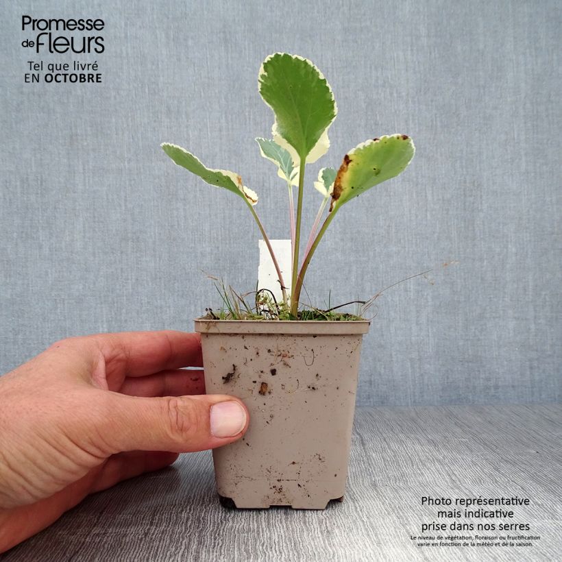 Esemplare di Eryngium planum Jade Frost Vasetto da 8/9 cm come consegnato in autunno