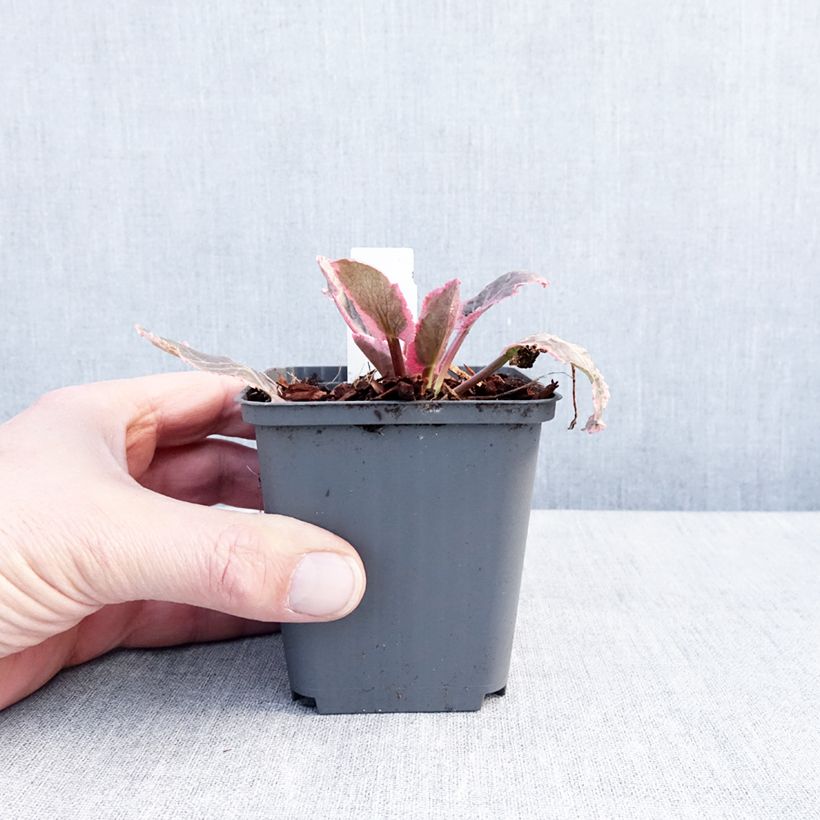 Eryngium planum Jade Frost Vasetto da 8/9 cm esemplare consegnato in inverno