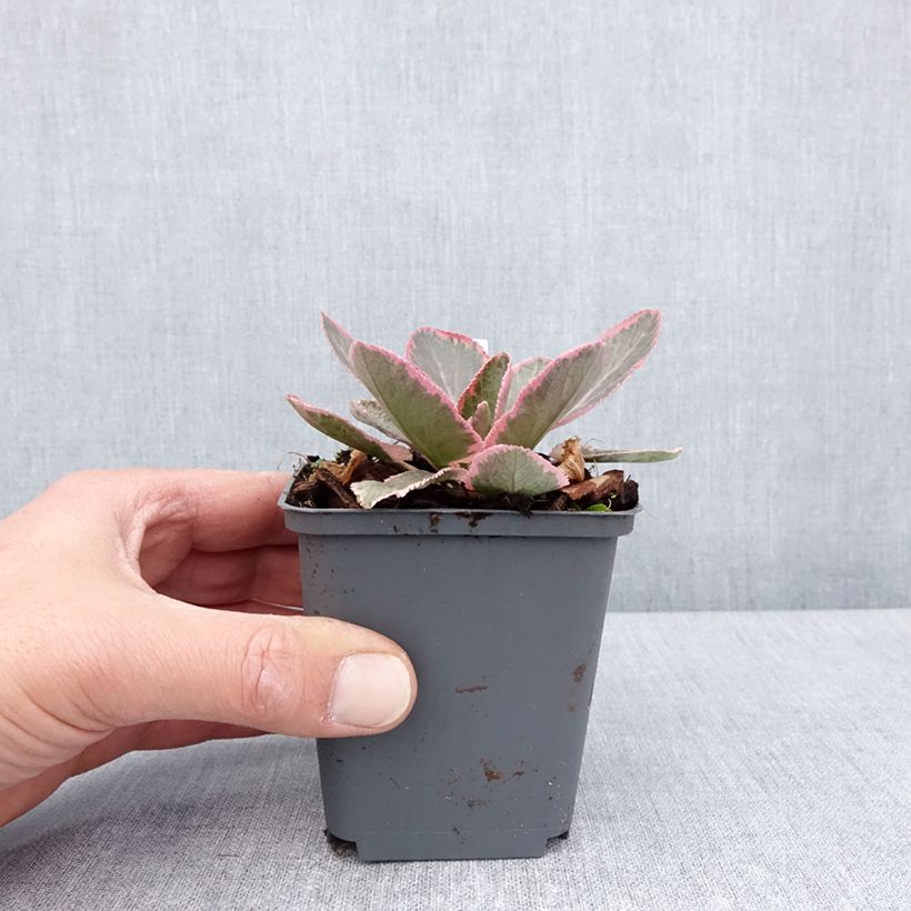 Eryngium planum Jade Frost Vasetto da 8/9 cm esemplare consegnato in primavera