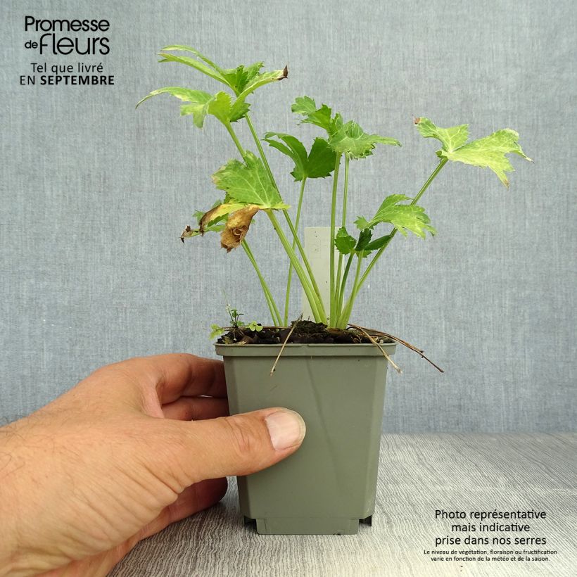 Esemplare di Eryngium planum Neptune's Gold Vasetto da 8/9 cm come consegnato in autunno