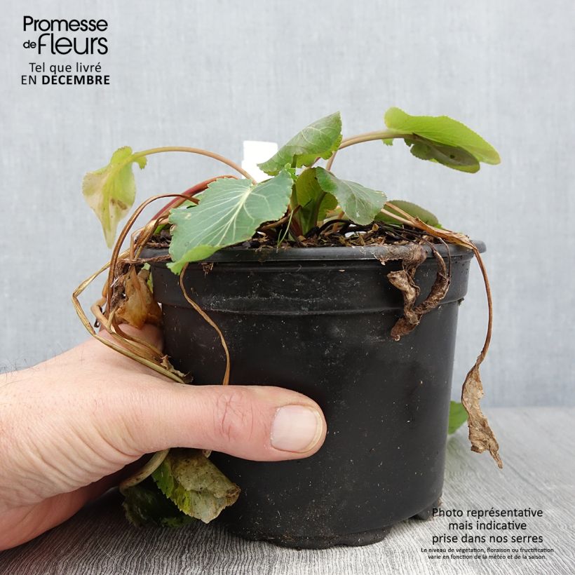 Esemplare di Eryngium planum Vaso da 2L/3L come consegnato in autunno