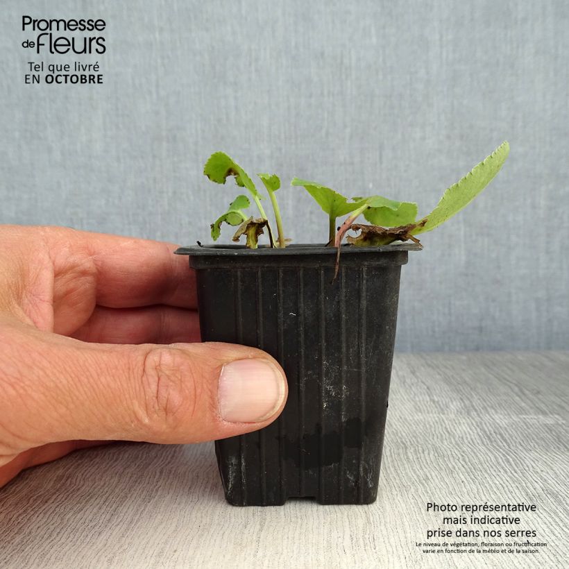 Esemplare di Eryngium planum Vasetto da 7/8 cm come consegnato in autunno