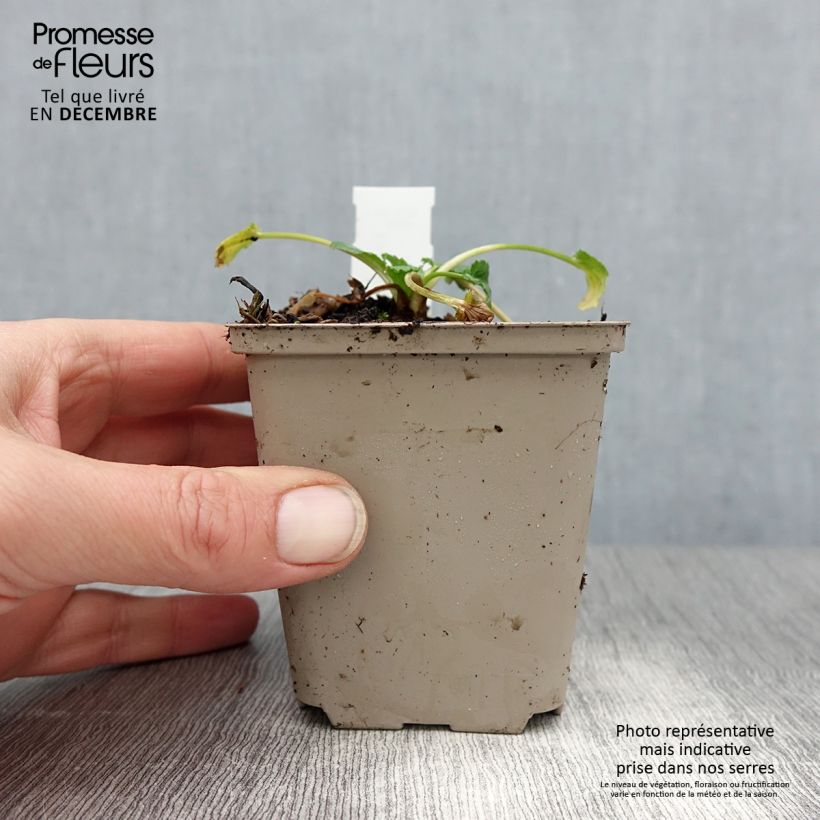 Eryngium tripartitum Vasetto da 8/9 cm esemplare consegnato in inverno